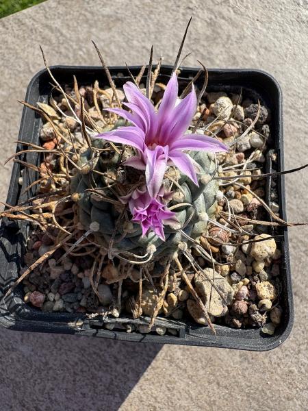 Turbinicarpus alonsoi
